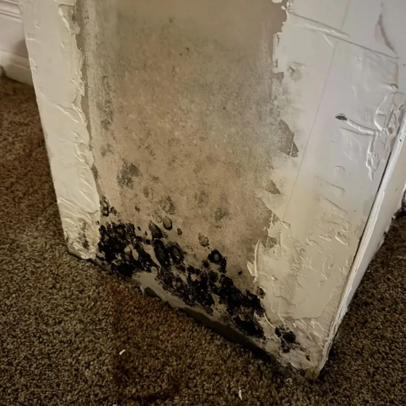 Professional Mold Removal in Youngsville, PA